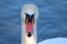 white Swan head with red beak close up
