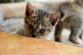 kitten looking in the mirror