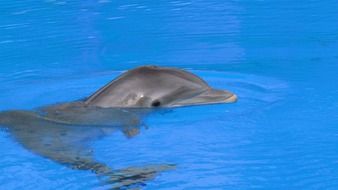 cute dolphin in the pool