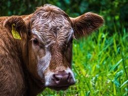 Cattle on meadow