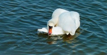 white swan is resting in the pond