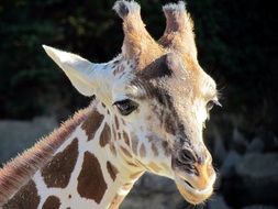 Giraffe face Portrait