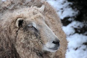 white fluffy sheep in winter