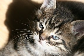 striped kitten with blue eyes