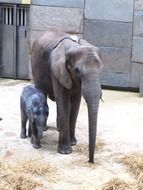 elephant with baby in a zoo