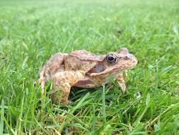 fascinating Frog Toad