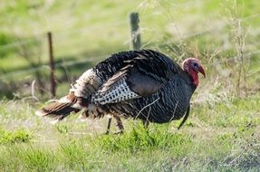 Wild Turkey Bird