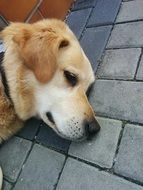 puppy is lying on the pavement