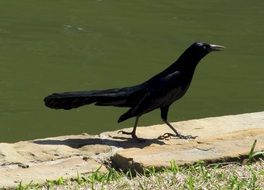 black crow on the waterfront