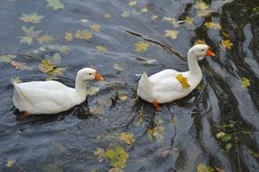 two white geese on an autumn pond