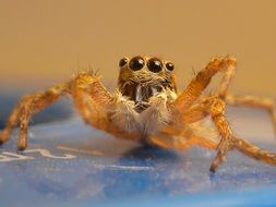 yellow spider with four eyes at blurred background