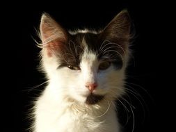 white and Black Kitten head on dark Background