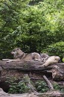 resting wolves in the forest