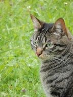 portrait of a domestic cat on the meadow