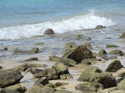 birds on the rocky beach