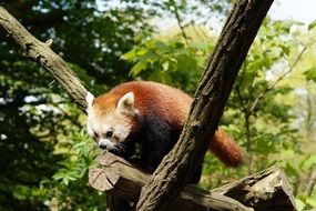 cute red panda on the tree