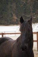 brown horse in winter