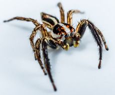 jumping spider on the white background