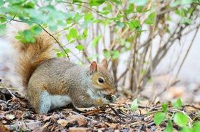 squirrel in Central Park