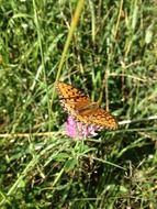 Butterfly Insects on flowers