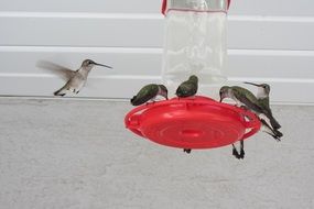 drinking hummingbirds