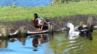 ducks near the shore of the pond