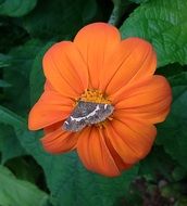 Moth Butterfly on the orange flower