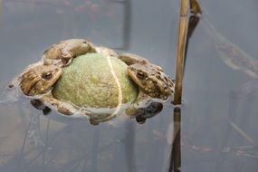 frogs at ball in water
