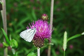 the moth on a thistle