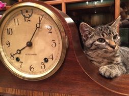kitten near the big clock