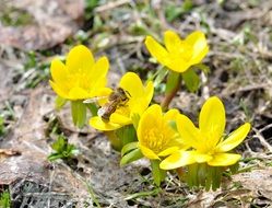 Bee sits on the small yellow flowers