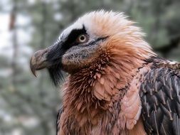 Head of wild vulture close-up on blurred background