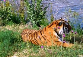 tiger resting by the lake