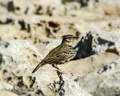 Lark Bird Wildlife portrait