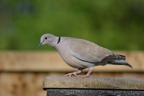 ring-neck dove on the bench