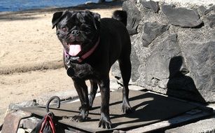 Black Pug Dog