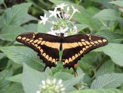 brown butterfly on a white bush with green leaves