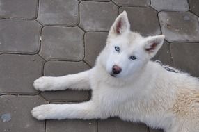 Alaska Husky Dog