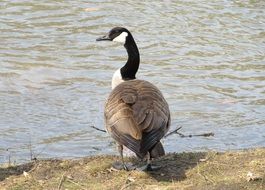 Canadian Goose near the pond