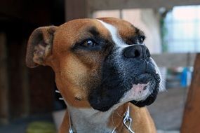 boxer with a metal collar