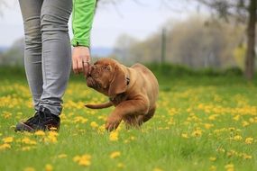 bordeaux dog puppy on the flower meadow