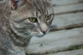 grey Cat face close up