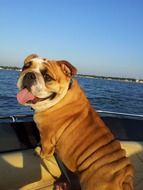 Bulldog on the boat