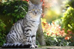 gray cat sits on a background of green trees