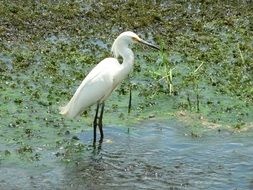 heron on the swamp