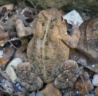 common toad like stones