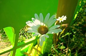 oxeye daisy in the garden