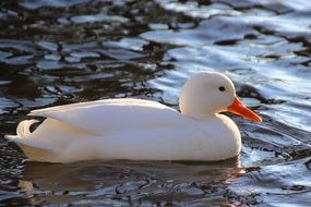 Duck White Water Bird