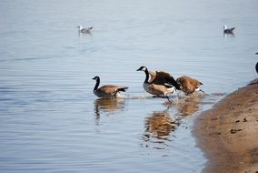 various birds in the lake
