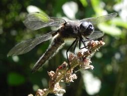 dragonfly on the edge of a flower